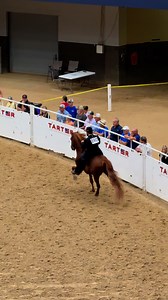 43K views · 948 reactions | GHS I’m A Class Act performing in the KMSHA Grand Championship class last night ❤️❤️❤️ | Jacob Parks | Facebook