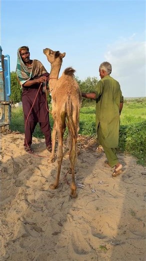 في شهرا لأول مرة: تحميل الموتومك بالحب والودّ