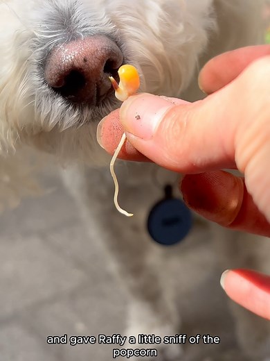 Growing Popcorn at Home: A Complete Guide