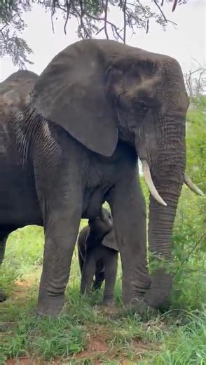 1.4M views · 48K reactions | Cute moments of nature! Baby elephant replenishing while mom and the rest of the herd takes a quick nap before continuing with their epic journey in the African Bush Kingdom #reels #life #viral #trend #video #wild #wow #reelsfb #travel #epic #nature #africa #cubs #wildlife #story #safari #calf #amazing #trending #AfricanBushKingdom | African Bush Kingdom | Facebook