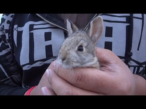 Wild baby screaming rabbit. Very cute and noisy!