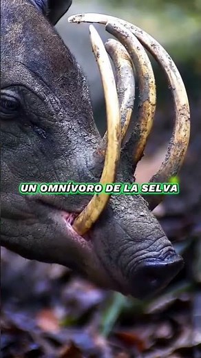 Babirusa: El cerdo con colmillos que atraviesan su hocico