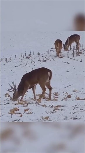 “A beautiful, peaceful day.#hunting #deerhunting #bowhunting 🏹