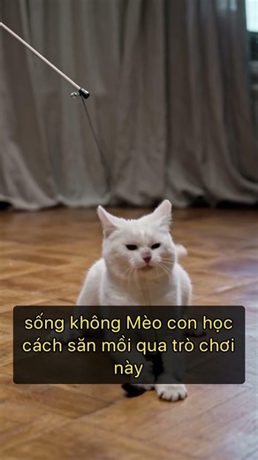 Tại sao mèo hay gạt đồ đạc khỏi bàn và cách xử lý