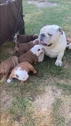 Sweet Bulldog Puppies! 🏠🐾 💔 #bulldog #puppies
