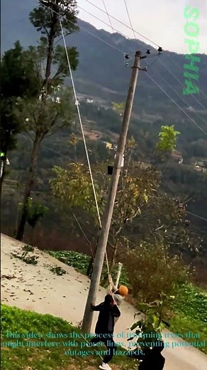 Tree Trimming for Electrical Safety: Cutting Trees to Protect Power Lines