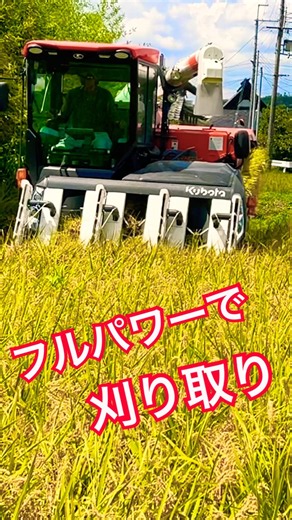 再生二期作用の田んぼを刈り取り‼️ #kubota #harvester #harvesters #コンバイン #combine #農業 #農家 #割倒#割稲