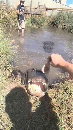 Feeding Foxy the Alligator!