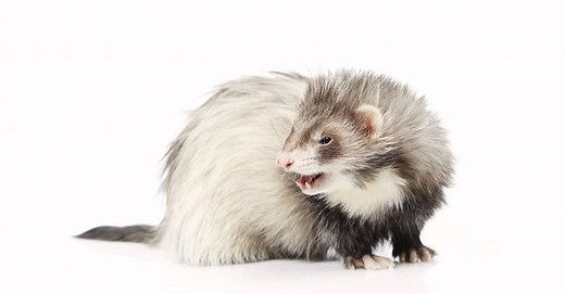 Hairless Ferret: Do Ferrets Lose Their Hair (and Why?)