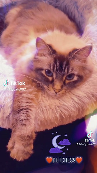 #cat #catsoftiktok #catlover #catlovers