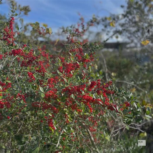Atlantic Center for the Arts | During the Christmas season, native hollies are putting on their bright red berries around the ACA campus. Of the holly species here, the... | Instagram