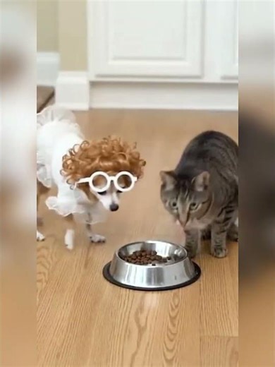 Chihuahua scared cat or dog by wearing mask #cat #chihuahuas #prank #viralvideo