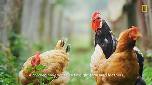 8.3K views · 266 reactions | Find out more about how Chicken Feathers can be a good source of protein and reduce food waste. | National Geographic Asia | Facebook