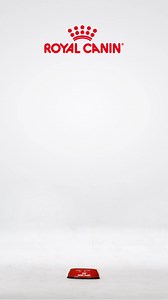 Your dog’s tummy troubles deserve a gentle touch. 🐕🐾 Royal Canin Hypoallergenic offers highly digestible, low-allergen nutrition to bring relief and keep tails wagging.📍 Reach us & we will help you find the nearest store. | Royal Canin Egypt