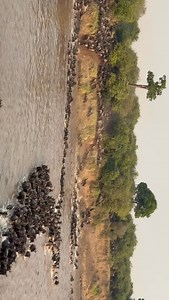 1.5K reactions · 78 shares | Ever seen 1.5 million wildebeest take...