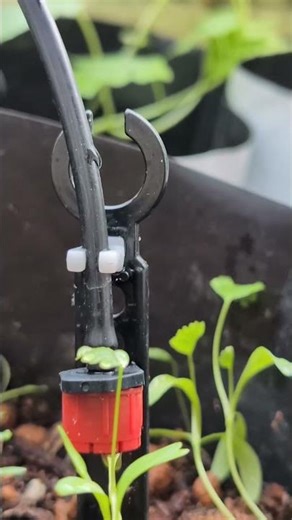 DIY Micro Irrigation for Balcony Plants 💧🌿 | Permanent Drip Jugaad in 60 Sec 🚰