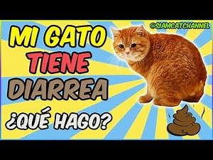 Diarrhea in Cats (Causes and Home Treatment) - SiamCatChannel