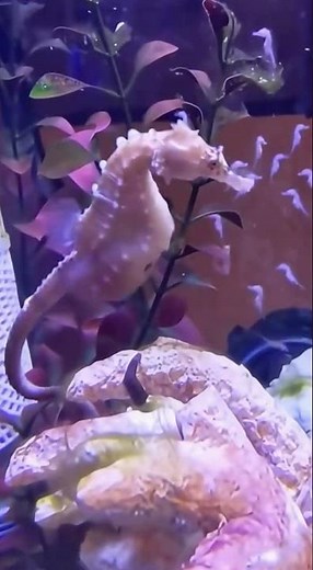 🐴Have you counted how many babies the seahorse gave birth to?#Seahorse#Birth #Wildlife