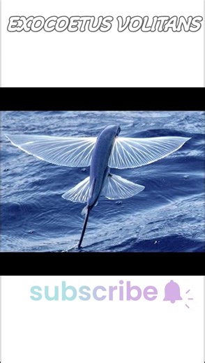 The Science Behind Flying Fish (Exocoetus volitans)