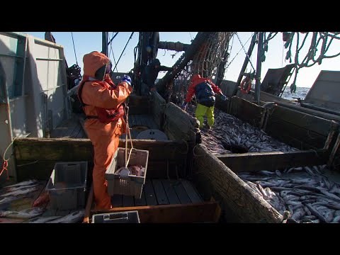 Alaska's Pollock Fishery: A Model of Sustainability
