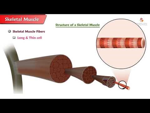 Structure of a skeletal muscle Muscle Physiology Animations USMLE Step 1
