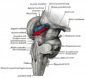 Frenulum of superior medullary velum - Alchetron, the free social encyclopedia