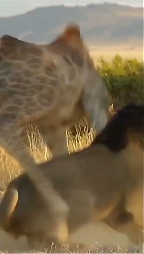 Lion vs Giraffe 🦁🦒