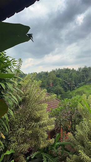 #bali #mrsid #foryoupage #foryoupage #trending