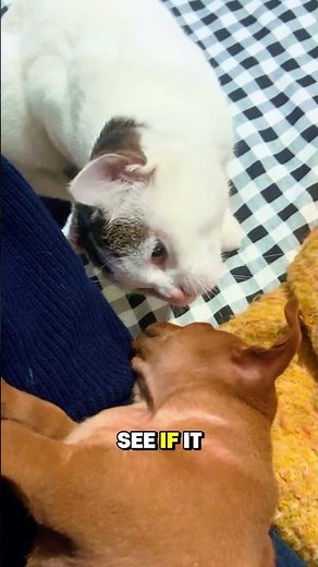 Feline CPR (Cat Paw Resuscitation) 😼🫀#shortvideo #cat #pets #dog