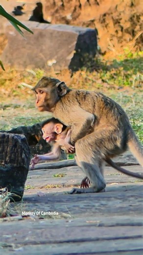Young Kidnapper Monkey Catches Baby Again, Baby Screams Loudly Calling Mom for Help While Naughty Monkey Refuses to Release the Crying Baby | Monkey Of Cambodia