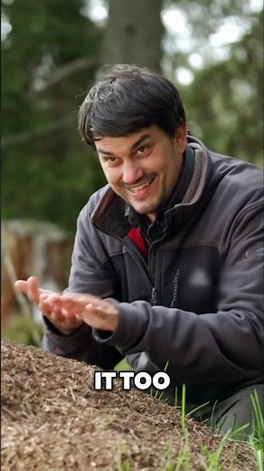 Ant Venom: Wood Ants' Acid Defense #ants #switzerland #science