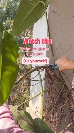 Monstera propagation tip/giant monstera/elephant ears monstera/monstera burly