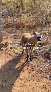 Meet the Aardwolf, they are kinda cute!