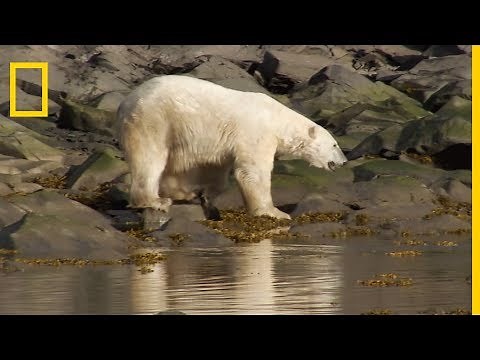 L'ours blanc, le plus grand chasseur de phoques