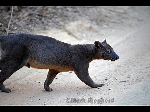 The Mighty Fossa (Cryptoprocta ferox)