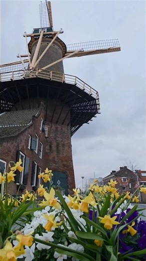 This Hidden Windmill in Delft Will Surprise You 🇳🇱 | De Roos