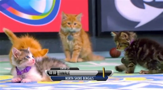 In case you missed it here’s a few highlights from yesterdays Kitten Bowl 🔥🔥🔥 #cats #kitten #superbowl #cat #catlovers | Orlando James