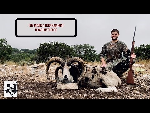 BIG Jacobs 4 Horn Ram - Texas Exotic Hunt