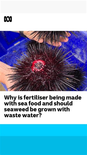 5.9K views · 90 reactions | Bega is working to become the most circular economy in Australia by finding ways to use and reuse waste products. Seafood waste is being made into fertiliser, a cheese boiler plant runs on wood waste. What waste products would you like to see recycled? 呂️♻️ | ABC Australia | Facebook