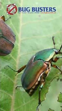 Green June Beetle Origin #educational #backstory