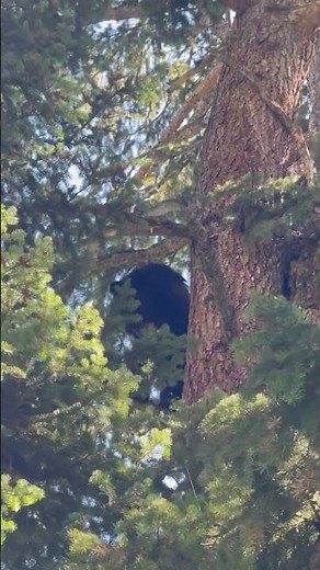 BLACK BEAR SOW! #dogs #puppy #hounds #wildlife #animals #huntingdog #bear #hearhunting #oso #canine