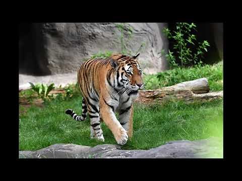 Detroit Zoo | International Tiger Day