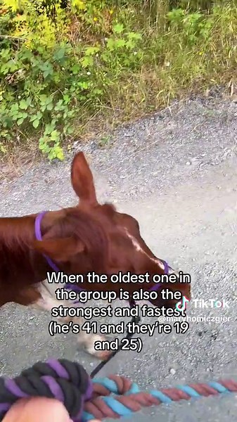I think he invented the saying, “healthy as a horse” - - - - - - #horse #seniorhorse #morgan #arabian #redwoods #cowgirl #equestrian #redwoods #pony #moutains #nature #trail #trails #traileriding