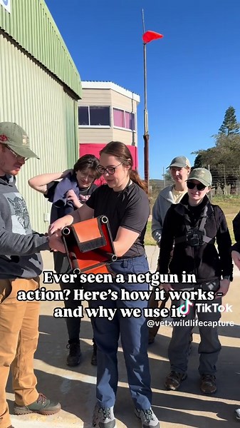 The netgun: a specialised tool in modern wildlife capture. Originally developed in the 1960s for capturing live animals without lethal force, netguns are specially modified firearms designed to discharge a net over an animal at close range. They’re often used during helicopter-based or ground pursuit captures—especially for smaller antelope species, birds, or animals in enclosures where darting may be too risky or slow. The system works by using a blank cartridge or compressed air to launch a we