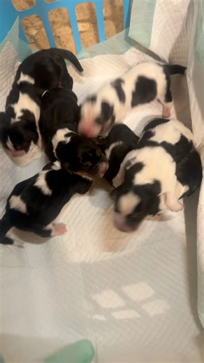 #bassethound #cutepuppies #puppies #bassethoundpuppy #bassetlife #fypchallenge #akc #bassethoundsofinstagram #animalovers | Blue Collar Kennelz Bloodhounds And Basset Hounds