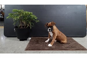 Jessica - Boxer Puppy 31EB94