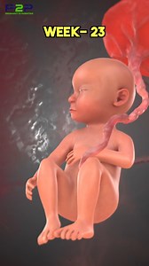 859K views · 7.1K reactions | 23 Week Fetus  #PregnancyToParenting | Pregnancy to parenting | Facebook