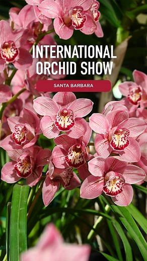 Discover the breathtaking beauty of orchids at the 77th Annual Santa Barbara Orchid Show, returning March 7-9, 2025, to Earl Warren Showgrounds. Experience stunning orchid displays, expert talks and hands-on workshops in a setting filled with natural beauty. A must-see for flower lovers, garden enthusiasts and anyone who appreciates the art of orchids. Don't miss this enchanting showcase! #seesb | Visit Santa Barbara