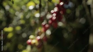 Raw coffee grains still in the branch of the coffee tree with focus push in and extreme close up.