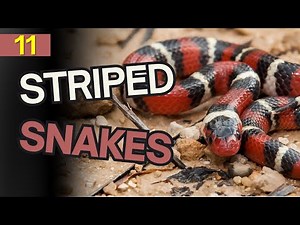 11 Striped Snakes You’ll Find Across the United States